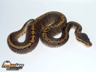Python regius PINSTRIPE - odchov 2014